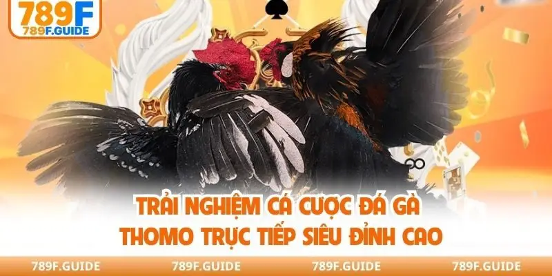 Đá Gà Thomo Trực Tiếp