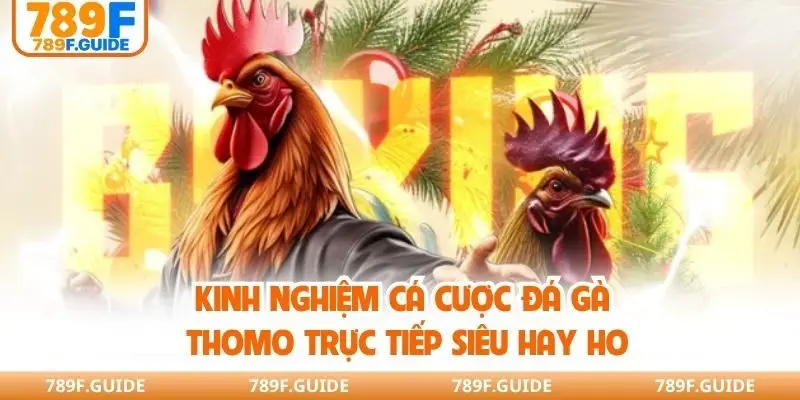 Kinh nghiệm cá cược đá gà Thomo trực tiếp siêu hay ho