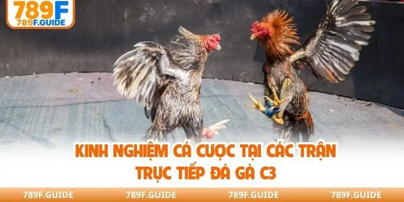 Kinh nghiệm cá cược tại các trận trực tiếp đá gà C3