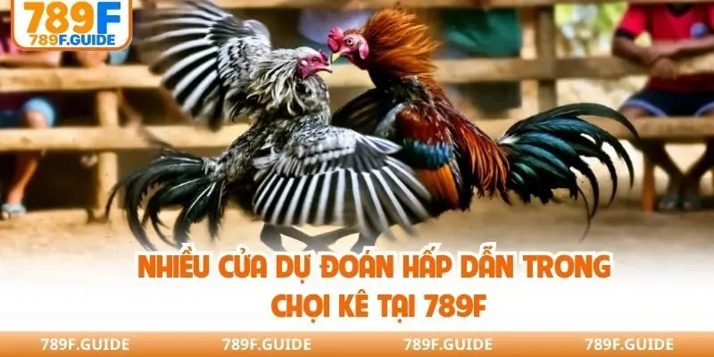 Nhiều cửa dự đoán hấp dẫn trong chọi kê tại 789F