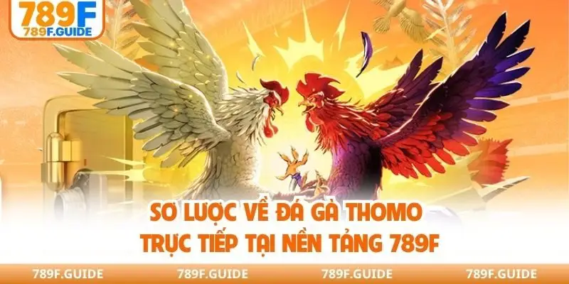 Sơ lược về đá gà Thomo trực tiếp tại nền tảng 789F